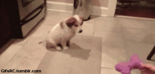 imagenes gif,imagenes graciosas, las mejores imagenes, imagenes graciosas, chistes, risas