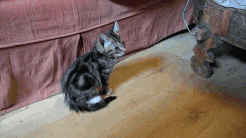 Fainting Cat GIFs Find Share on GIPHY