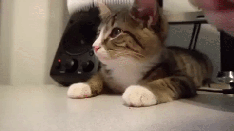 животных чешут, животные когда их чешут, животные любят когда чешут