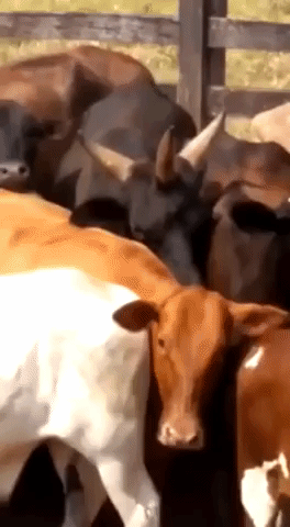 Three horned cow in animals gifs
