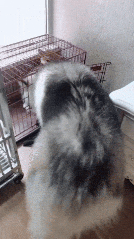 giphy-downsized-large.gif