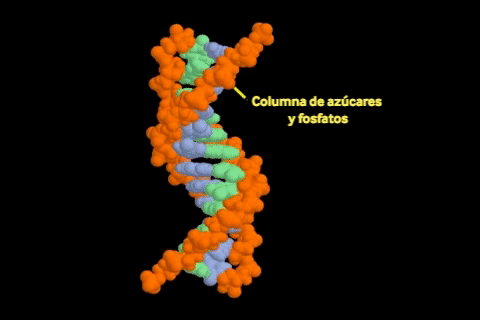 Estructura De Adn GIF - Find & Share on GIPHY