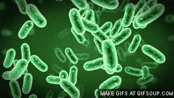 Bacteria GIF - Find & Share on GIPHY