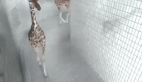 giphy-downsized-large.gif