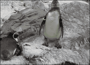 Confused Penguin GIF