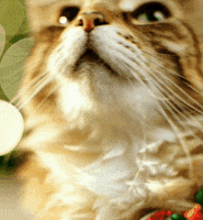 vibing cat nodding to music