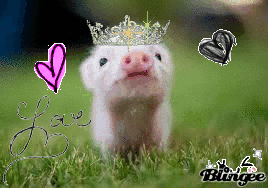 Piggy GIF - Find & Share on GIPHY
