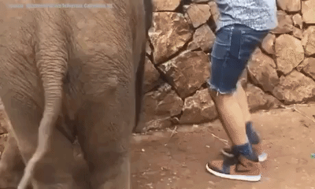 Tourist tries to take selfie in funny gifs