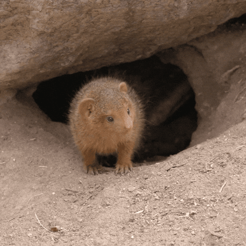 Cute GIF by San Diego Zoo Wildlife Alliance - Find & Share on GIPHY