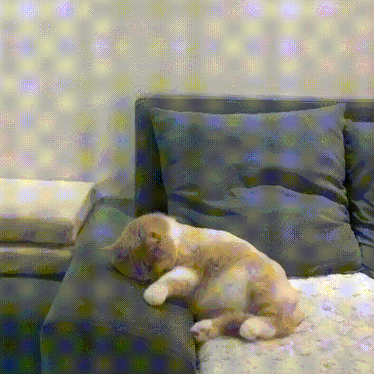 GIF of a cat riding a bike in its sleep