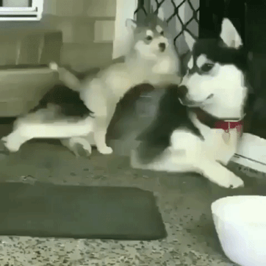 giphy-downsized-large.gif