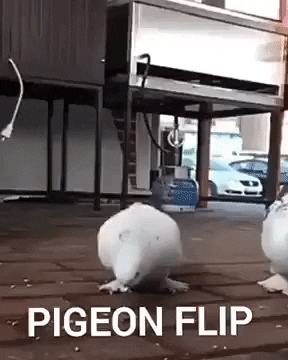 Pigeon flip in wow gifs