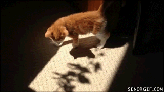 Cat Sun GIF - Find & Share on GIPHY