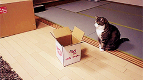 Cat in the Box Funny Gif