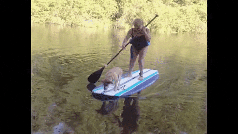 Paddle Boarding with Dog Fail
