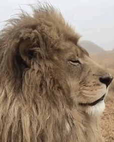 Stare down with a King in animals gifs