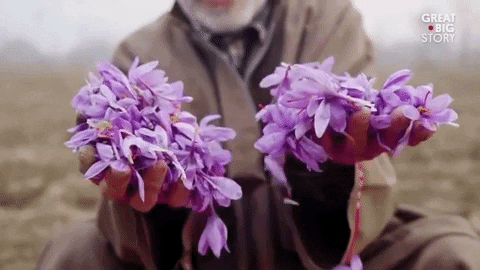 Edible Flowers - Saffron