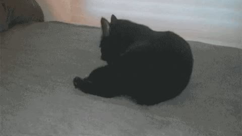 Cats are weird gif