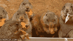 Cheezburger animated GIF