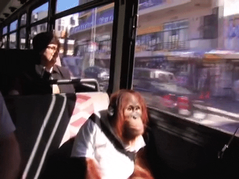 Romy monkey bus ape orangutan