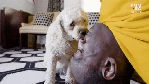 That Tickles Love You GIF by Great Big Story - Find & Share on GIPHY