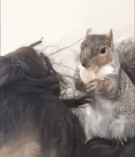 ANIMAL GIFS & PIC 1 -  3 pages Giphy