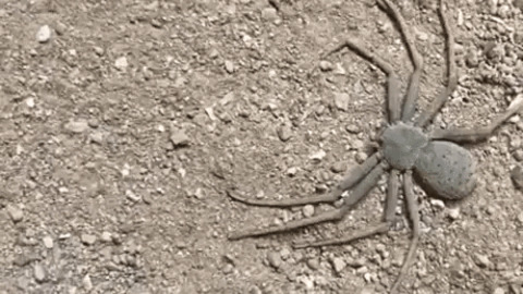 Sicarious spider