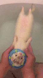 furão no banho