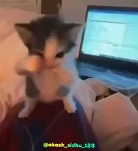 Dancing Cat