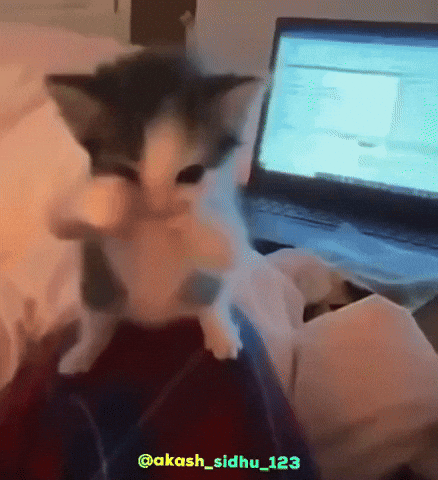 Dance Cat Getting Viral