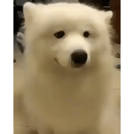 Talented Dog in animals gifs