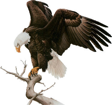 Image result for gif eagle