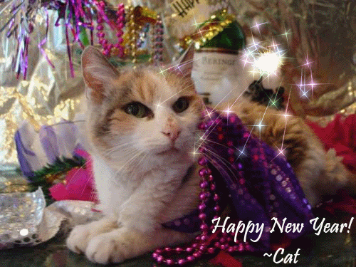 New Year Cat Gifs Get The Best Gif On Giphy