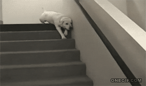 Falling Stairs Gif Falling Stairs Funny Discover Shar - vrogue.co