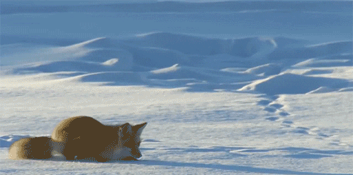 fox animated GIF