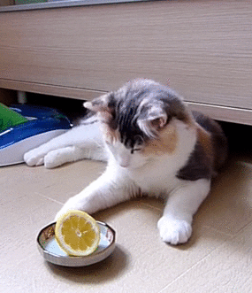 How to Grow a Lemon Tree From a Seed in a Pot | Cat is Bewildered by a Lemon Fruit