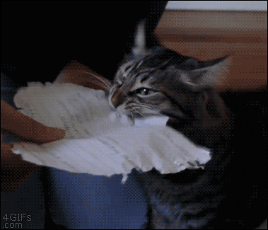 Gato comiendo papeles