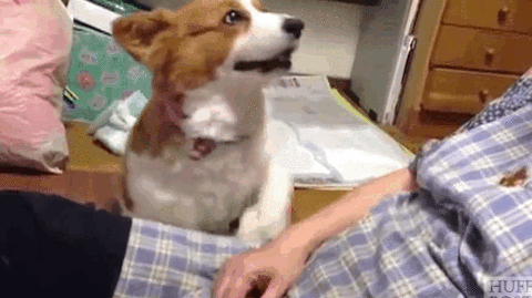 https://media.giphy.com/media/9Cn2niGNwj2lq/giphy.gif
