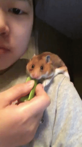 Hungry boi in animals gifs