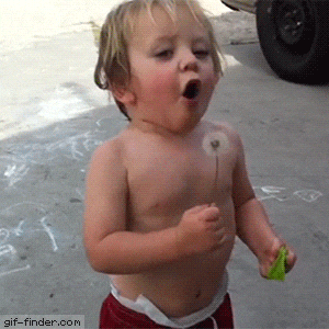 gif d'un enfant qui essaie de souffler sur un pissenlit, essaie, n'y arrive pas et donc l'avale! Il le regrette tout de suite en essayant de recracher