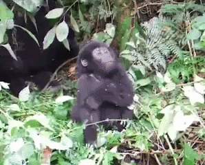 Baby gorilla in funny gifs