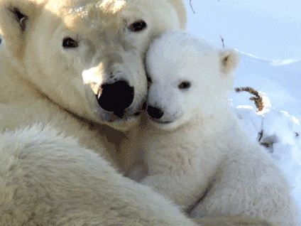 Cooling Stuffed Animals Polar Bear