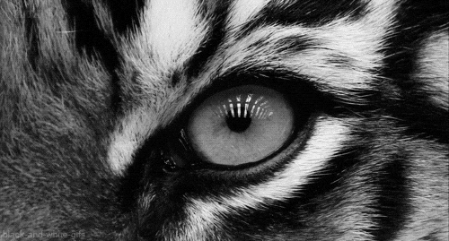 eye tiger black and white animals