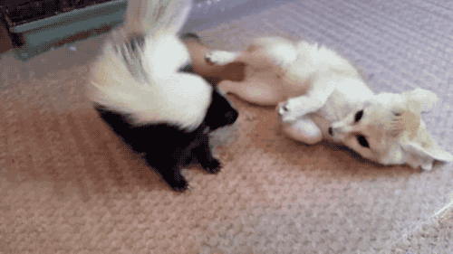 Fox Skunk GIF - Find & Share on GIPHY