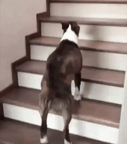 Dog Hopping GIF - Find & Share on GIPHY