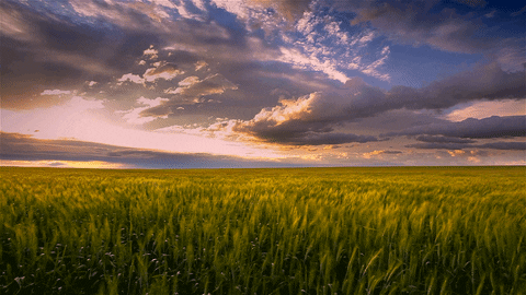 Prairies GIFs - Find & Share on GIPHY