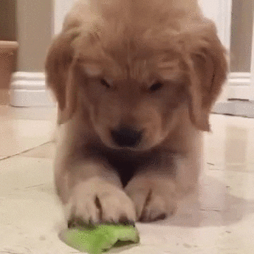 Golden Retriever Puppy GIF by Rover.com - Find & Share on GIPHY