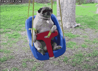 Pug GIFs - Find & Share on GIPHY