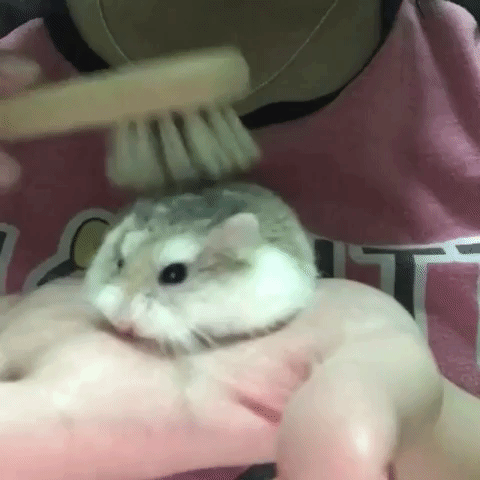 животных чешут, животные когда их чешут, животные любят когда чешут