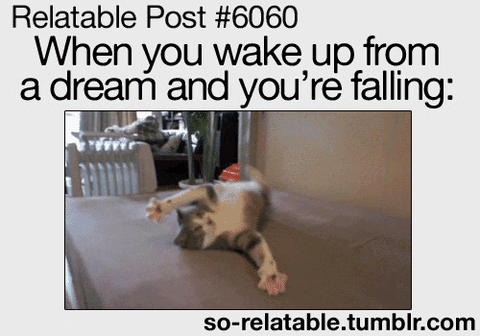 True Story Cat GIF - Find & Share on GIPHY